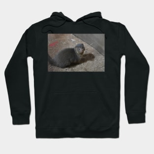 Mongoose Hoodie